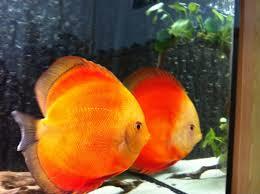 Pescuit - imagescaniikxl.jpg